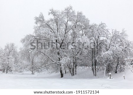 After a snowfall. Snow-covered trees on a light snowy background. Russian Winter.