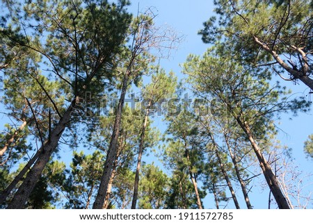 Photo of landscape of the forest amoung those high tree show how small human are.