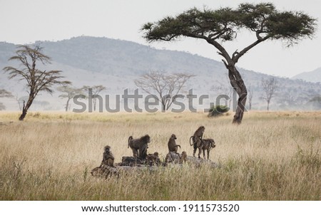 Animals in the wild - Group of baboons in the Serengeti plains, Tanzania