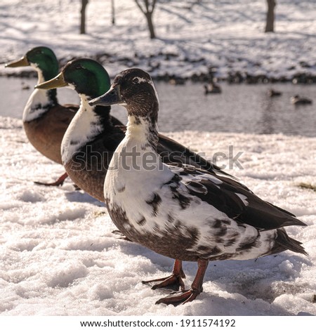 Three Ducks in a Row