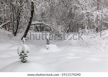 It is snowing and drifts. Clean fresh snow, snow-covered trees on a light background, well-trodden path.