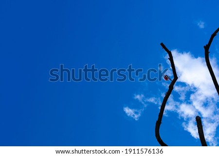 Branches of a tree against a blue sky.