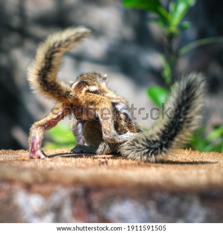 Little sibling squirrel baby try to get over the big brother, cute and adorable three-striped palm squirrel babies are abandoned, wondering and playing together always, view from behind them.