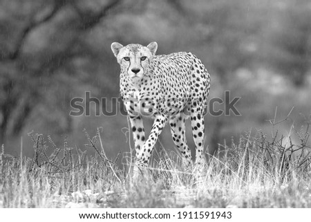 Cheetah in a black and white photo