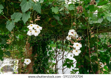 A nature picture of white flower on another green plant around it.