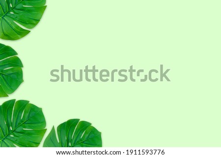 Monstera leaves summer on green background. Copy space concept and top view