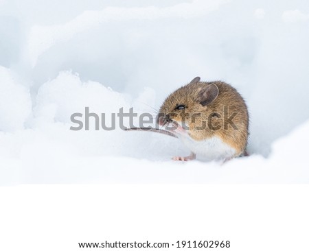 A gorgeous gray mouse sits in a white hole dug in a snowdrift