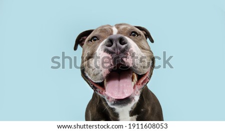 Portrait happy smiling american bully dog. Isolated on blue background. Royalty-Free Stock Photo #1911608053