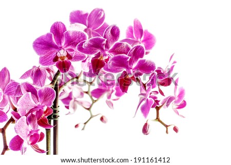 Beautiful bright vivid pink orchid flower cluster close up image isolated on white background
