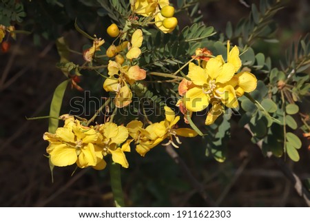 these are the fresh yellow flower in the garden