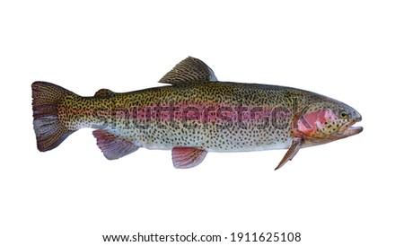 Rainbow trout salmon fish isolated on white background Royalty-Free Stock Photo #1911625108