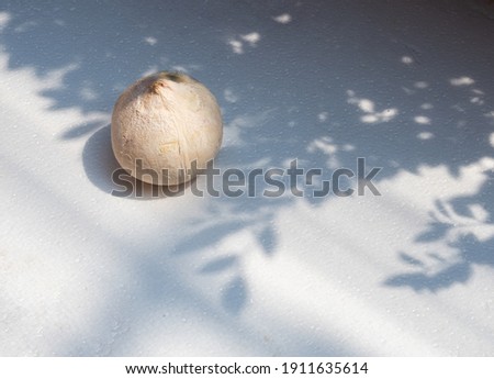 Coconut  under the shade of a tree