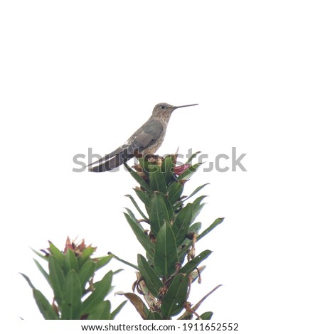 
photo of a hummingbird perched on a tree branch
