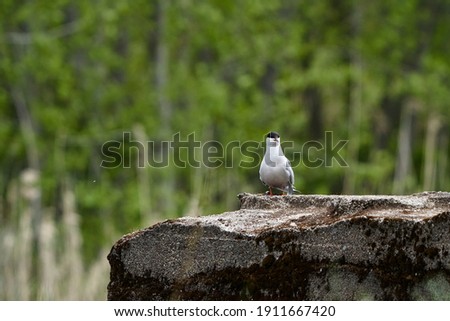The Common tern (Sterna hirundo) sitting on a metal construction at the shore of the pond. Vilnius region, Lithuania. Spring 2020.