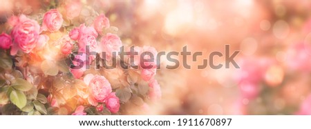 Summer or spring natural pink background with rose flowers. Banner. Vintage card with peach roses and bokeh, toned image