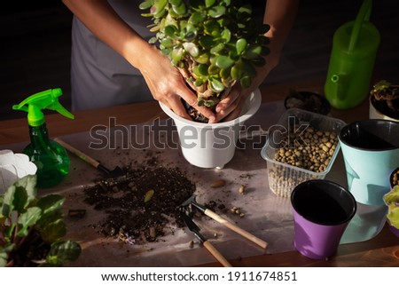 A woman transplants indoor flowers on the table. Spring transplanting of indoor plants into new pots.Care and care of freshness in the house.Close-up of a woman's hands.Garden tools, earth, irrigation