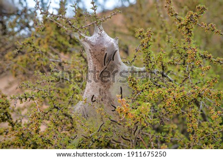 Caterpillars with nest built on desert plant at Joshua Tree National Park