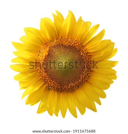 sunflower isolated on white background Royalty-Free Stock Photo #1911675688