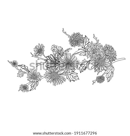 Decorative hand drawn aster flowers, design elements. Can be used for cards, invitations, banners, posters, print design. Floral background in line art style