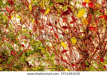 red, green and yellow autumn leaves near white wall, photographed on the nature
