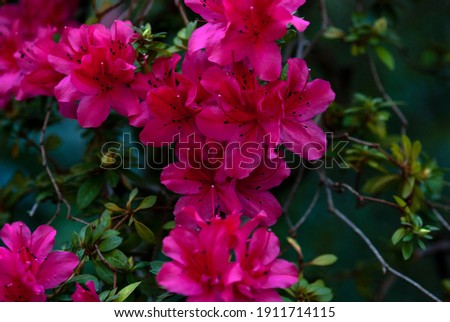 Alpine rose flowering plant with crimson red flowers closeup