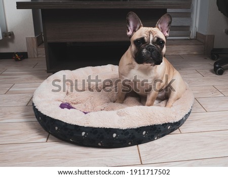 French bulldog is sitting in a dog bed with a toy at home. Lovely pet.  Royalty-Free Stock Photo #1911717502