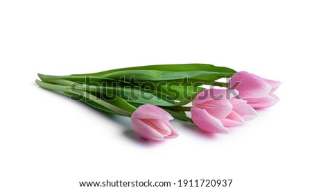 Tulips isolated on white background. High quality photo