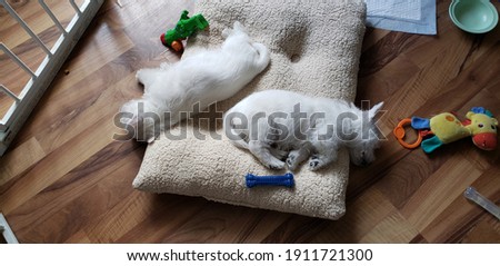 Two westie puppies sleeping together on a giant bed in a play pen filled with baby toys, water bowl, and bones. The couple of male west highland white terrier puppies have soft, white puppy fur. Royalty-Free Stock Photo #1911721300