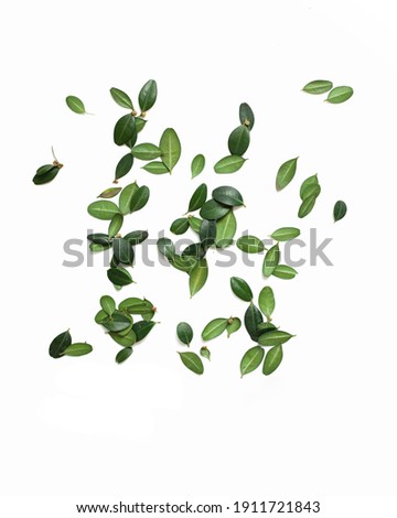 
scattering of green leaves isolated on white background