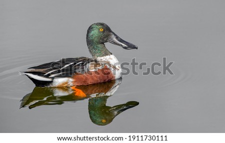 male northern shoveler drake - Spatula clypeata - with green iridescent head, orange eye, wide black bill, in smooth calm water with reflection, in great detail, showing lamellae on Bill Royalty-Free Stock Photo #1911730111