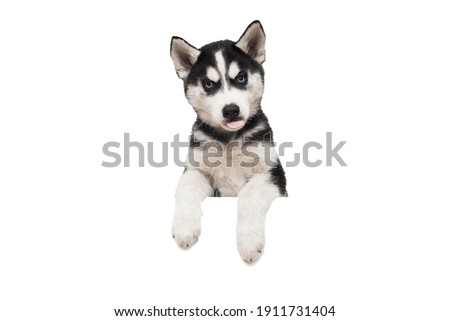 Cute husky puppy with paws over a white blank banner or poster isolated on white background.