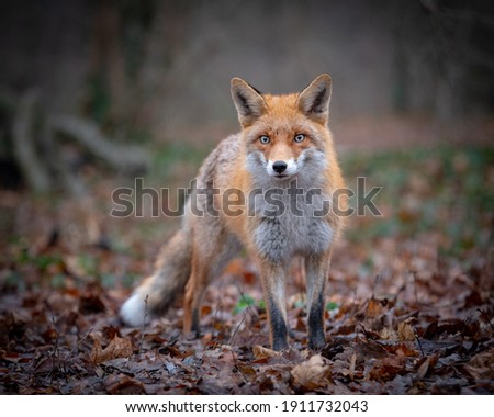 Red Fox Quietly Lurking Around For Food in Winter