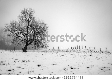 A lone tree in field of Snow, A tree in a snow covered Landscape, Black and white photo of lone tree in a snow ground