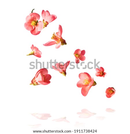 A beautiful image of sping pink flowers flying in the air on the white background. Levitation conception. Hugh resolution image