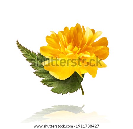A beautiful image of sping yellow dandelion flowers flying in the air on white background. Levitation conception. Hugh resolution image