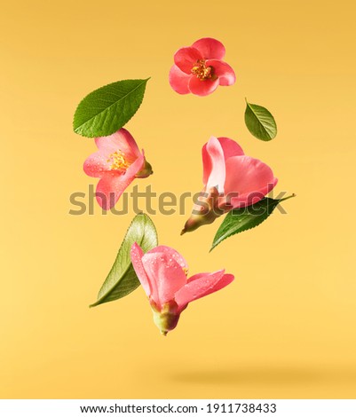 A beautiful image of sping pink flowers flying in the air on the yellow background. Levitation conception. Hugh resolution image