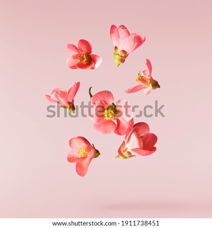 A beautiful image of sping pink flowers flying in the air on the pastel pink background. Levitation conception. Hugh resolution image