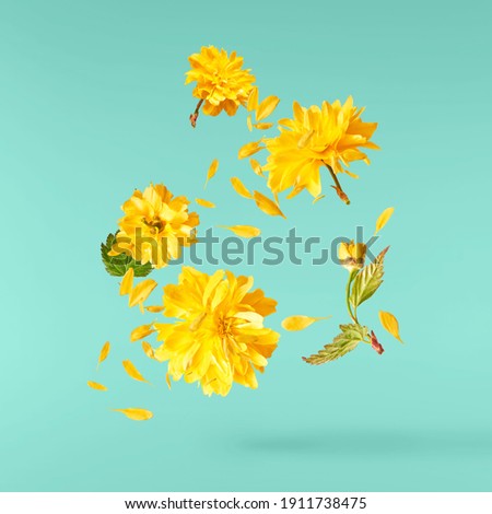 A beautiful image of sping yellow dandelion flowers flying in the air on the pastel turquoise background. Levitation conception. Hugh resolution image Royalty-Free Stock Photo #1911738475