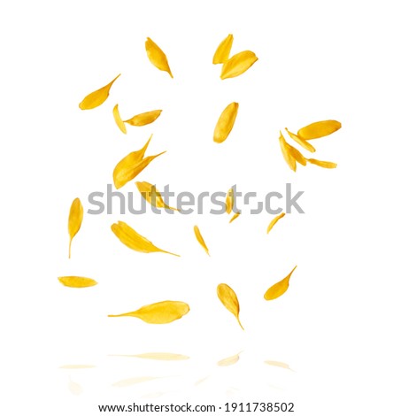 A beautiful image of sping yellow dandelion flowers flying in the air on white background. Levitation conception. Hugh resolution image