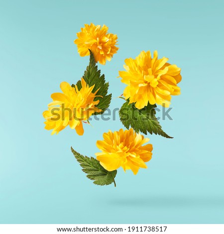 A beautiful image of sping yellow dandelion flowers flying in the air on the pastel turquoise background. Levitation conception. Hugh resolution image