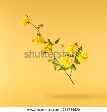 A beautiful image of sping yellow dandelion flowers flying in the air on the pastel yellow background. Levitation conception. Hugh resolution image