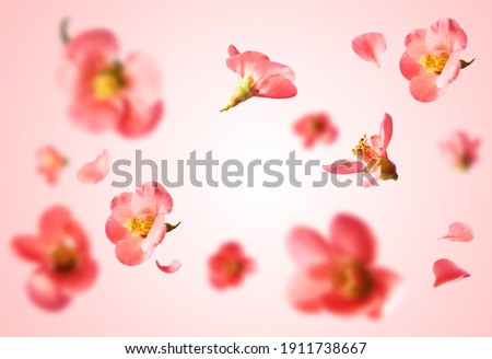 A beautiful image of sping pink flowers flying in the air on the pastel pink background. Levitation conception. Hugh resolution image