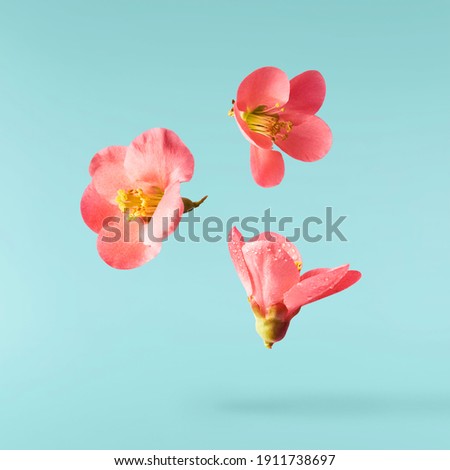 A beautiful image of sping pink flowers flying in the air on the turquoise background. Levitation conception. Hugh resolution image