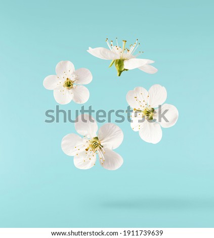 A beautiful image of sping white cherry flowers flying in the air on the pastel turquoise background. Levitation conception. Hugh resolution image