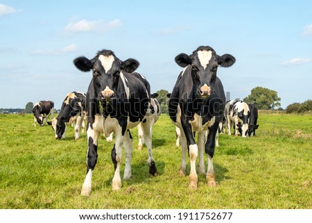 Two sassy cows, frisian holstein, standing in a pasture under a blue sky and horizon over land Royalty-Free Stock Photo #1911752677