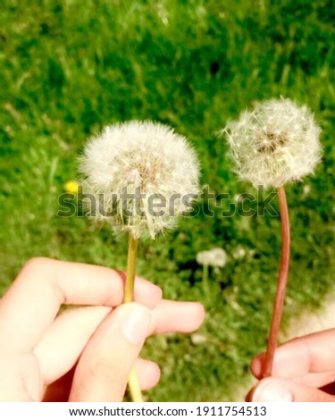 This is a picture of 2 dandelions side by side representing the season of summer