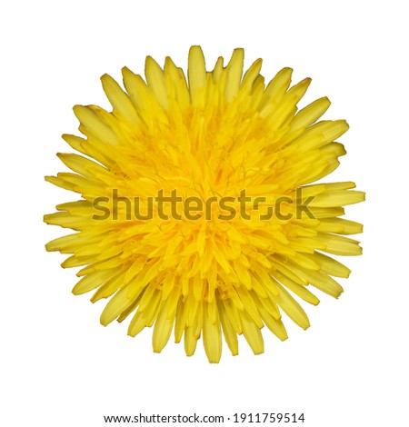 Yellow flower isolated on white background. Calendula.