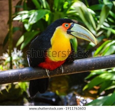 A green billed toucan in the Brazilian park