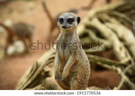 beautiful meerkat in the nature