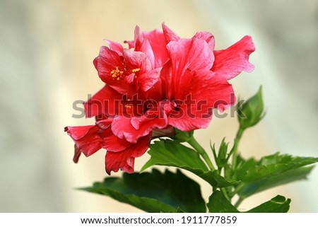 Red Dragon Hibiscus Flower shot with bright chocolate colour background in dusk sunlight lighting